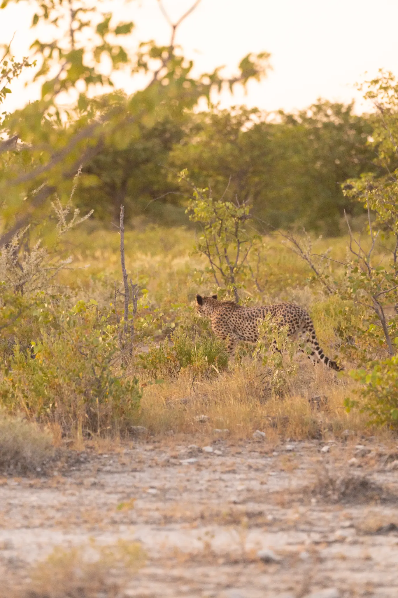 Namibia by Emma Finney