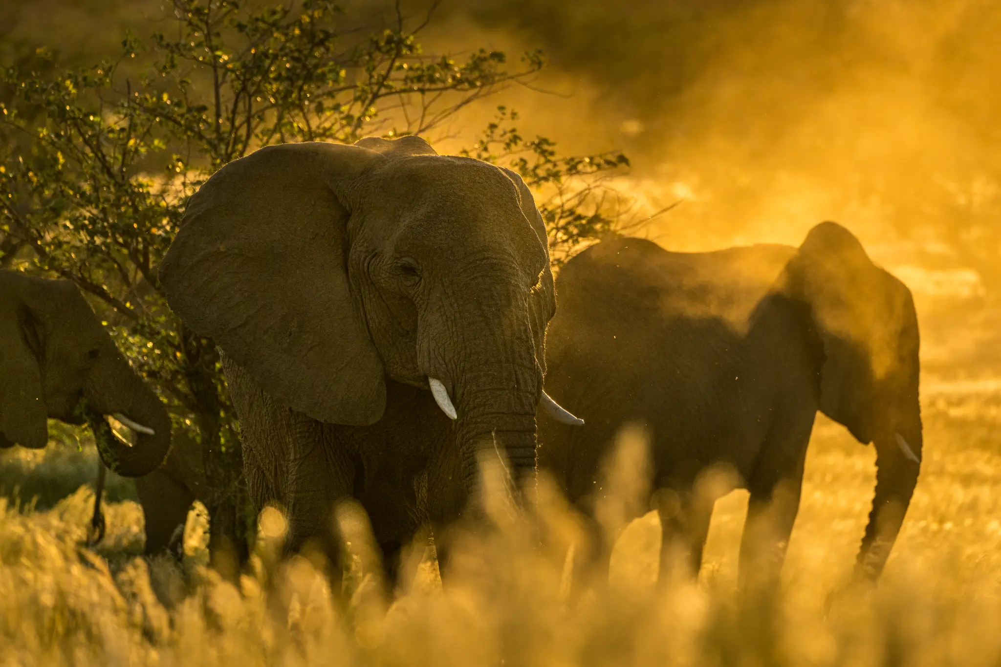 Desert-adapted elephants