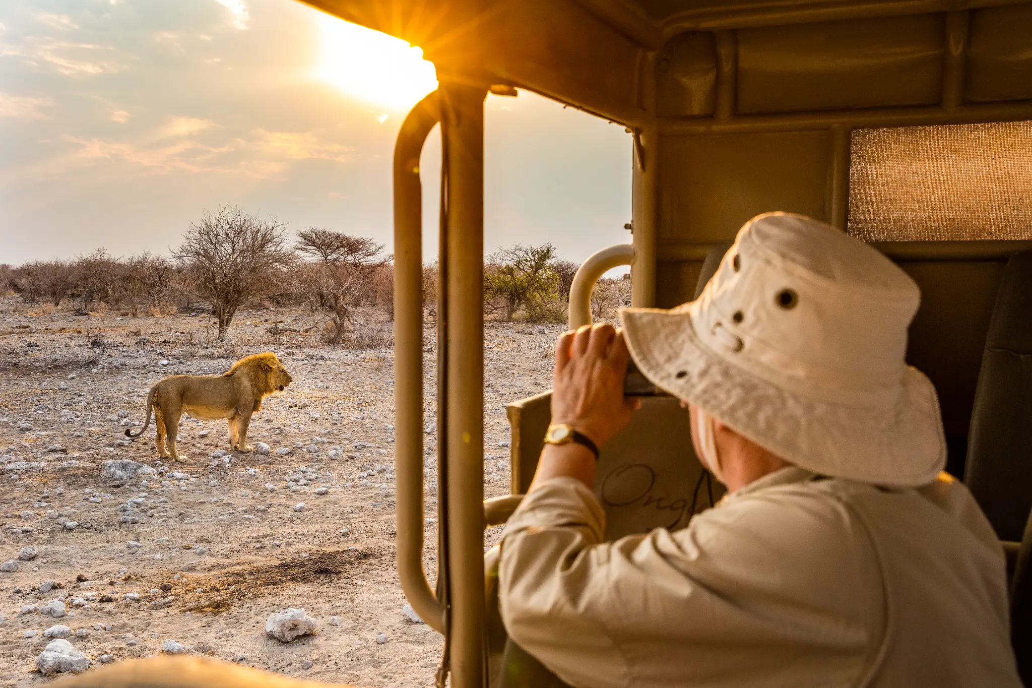 Etosha lion