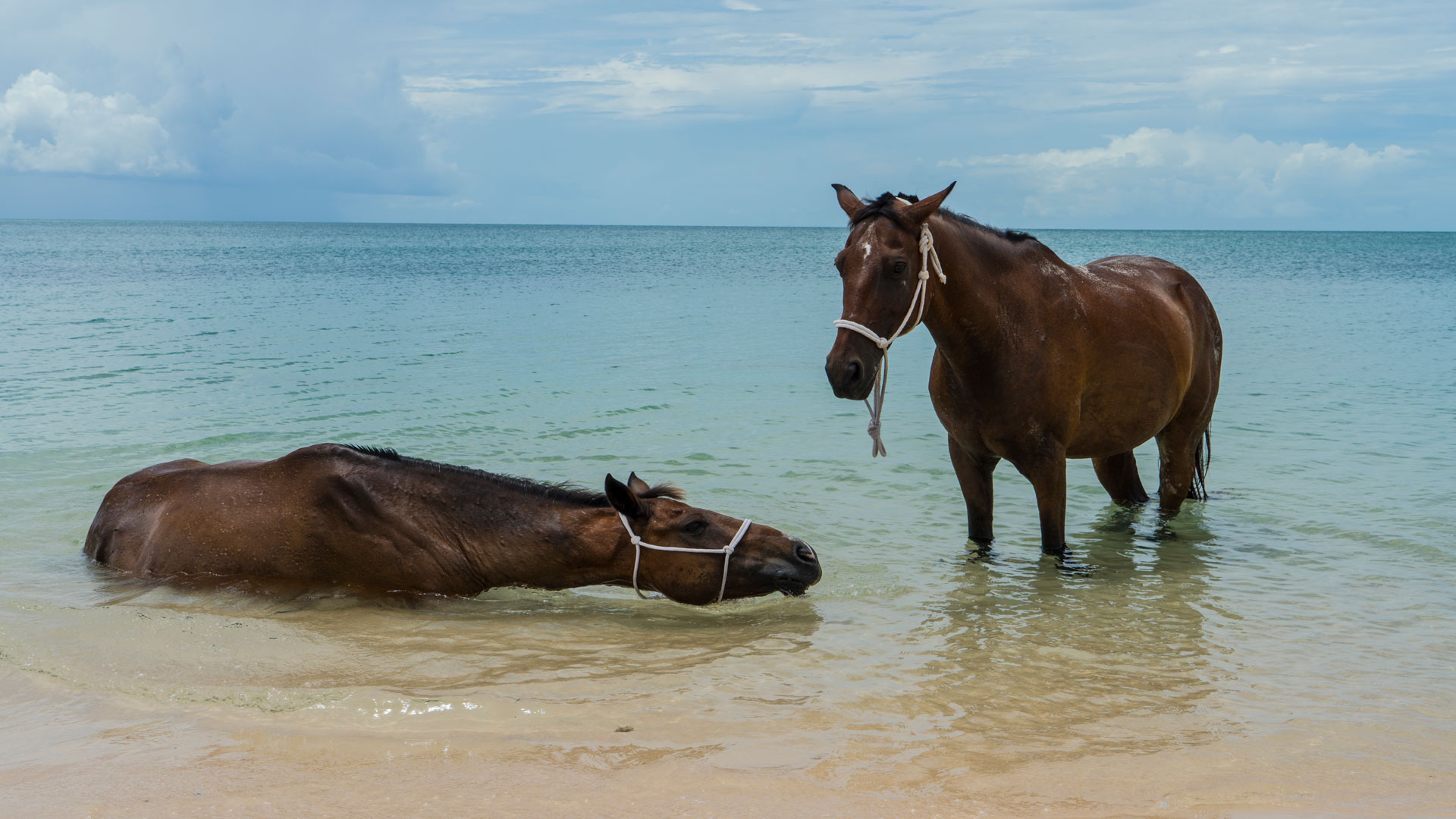 Horses cooling off in Mozambique's waters