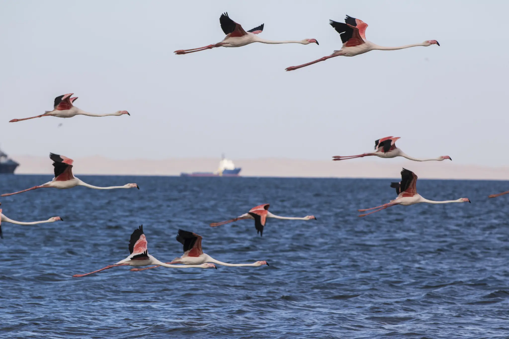Flamingos at Walvis Bay