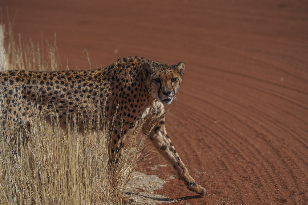Kalahari horseback safari at Bagatelle