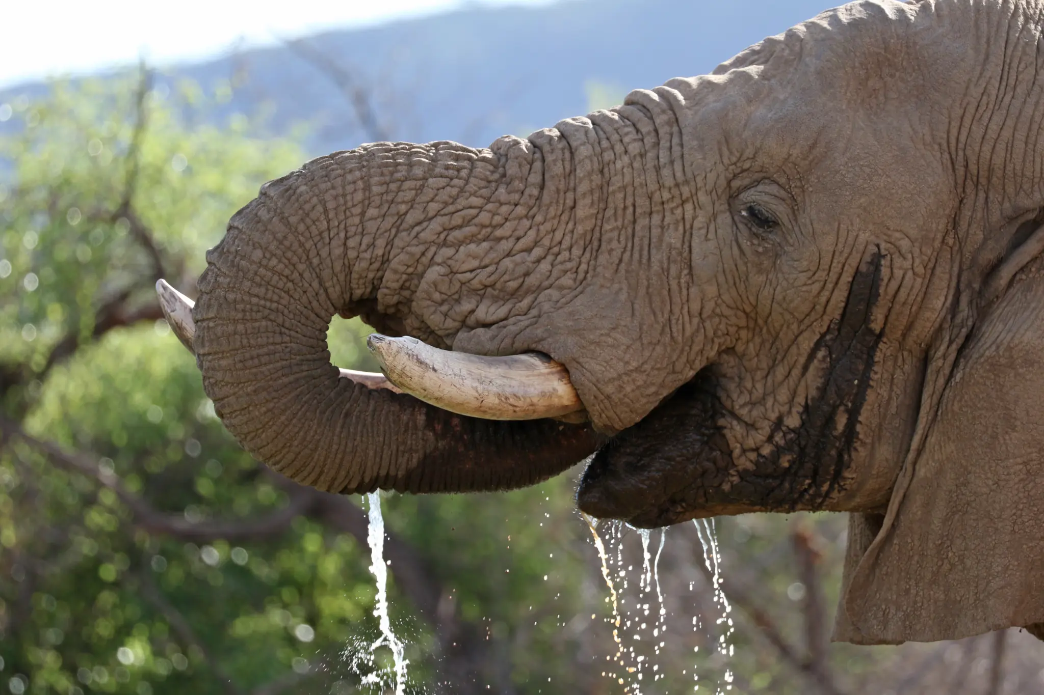 Self-Drive Adventures