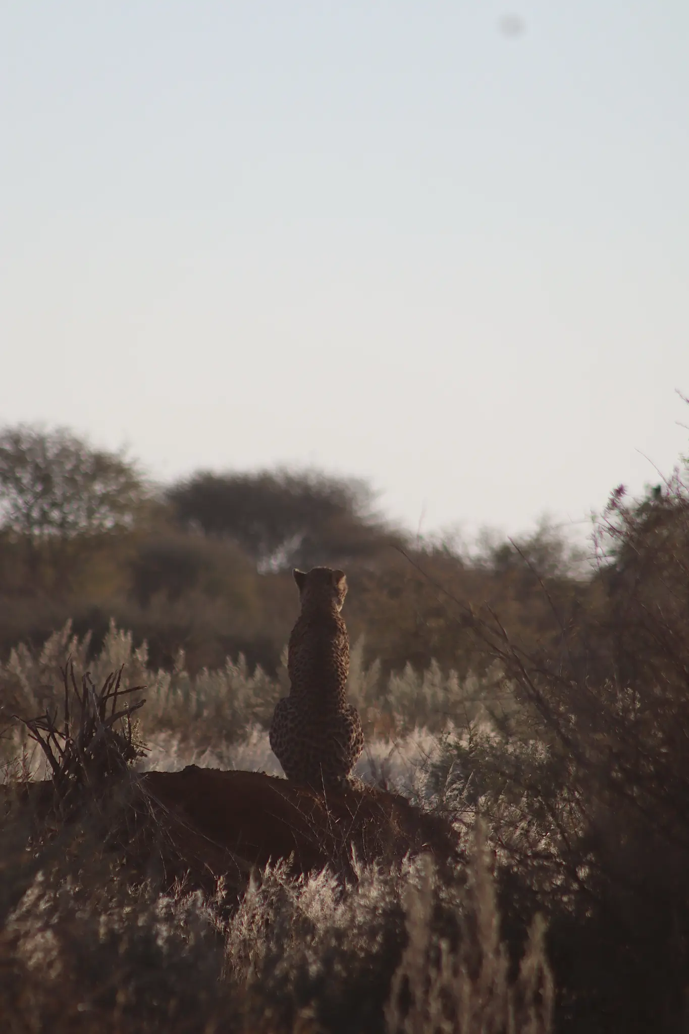 Namibian wildlife