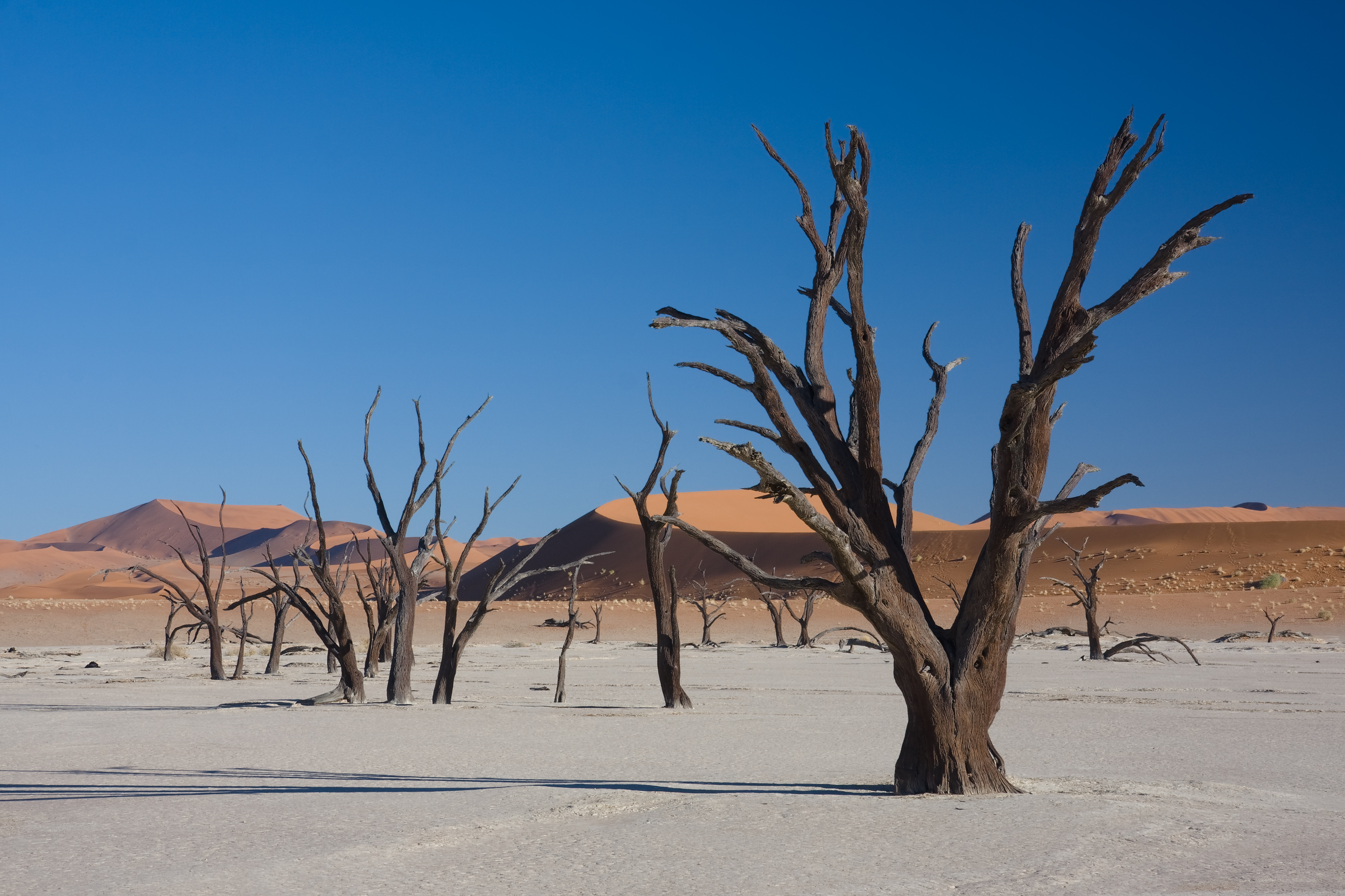 Dead Vlei camel thorn trees